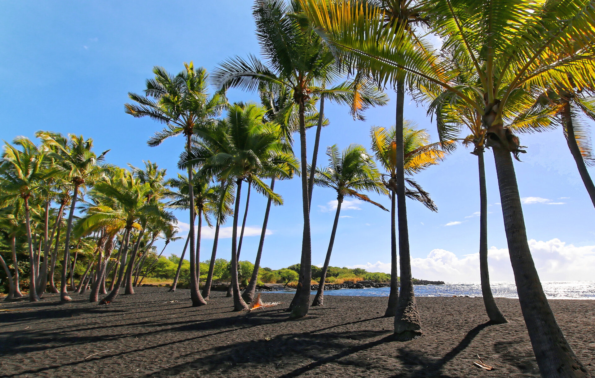 black sand beach and palm trees